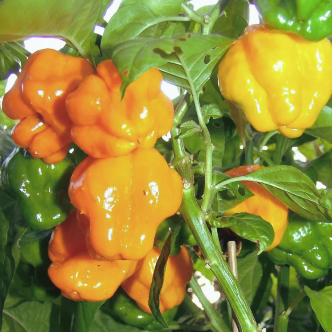 Scotch Bonnet (Local)