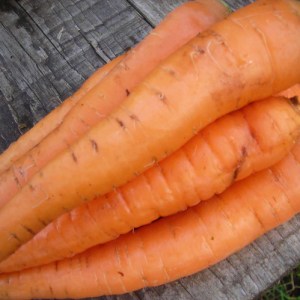 Carrot (Local)